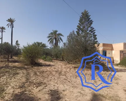 Ancienne demeure avec fermes et puit d'eau titre bleu à vendre à Midoun Djerba image-2