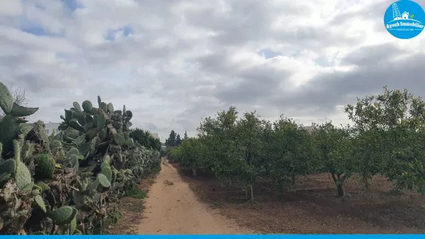 Exceptional Land Opportunity in Nabeul