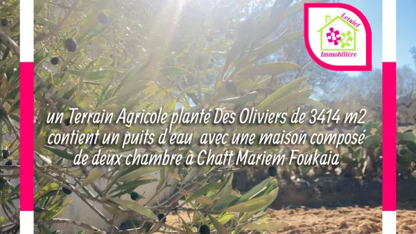 Exceptional Agricultural Land Opportunity in Foukaia, Sousse