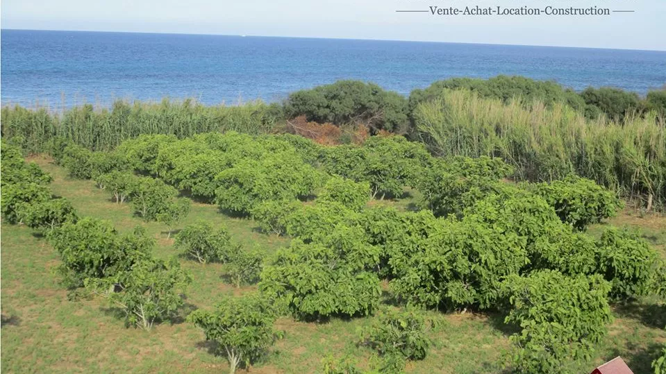 A Verdant Haven of Peace