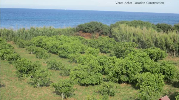 A Verdant Haven of Peace