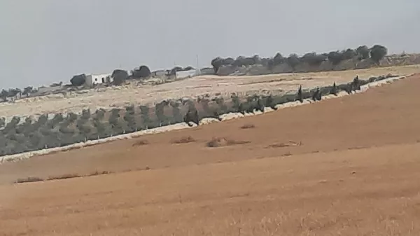 Agricultural Land for Sale in Tunis