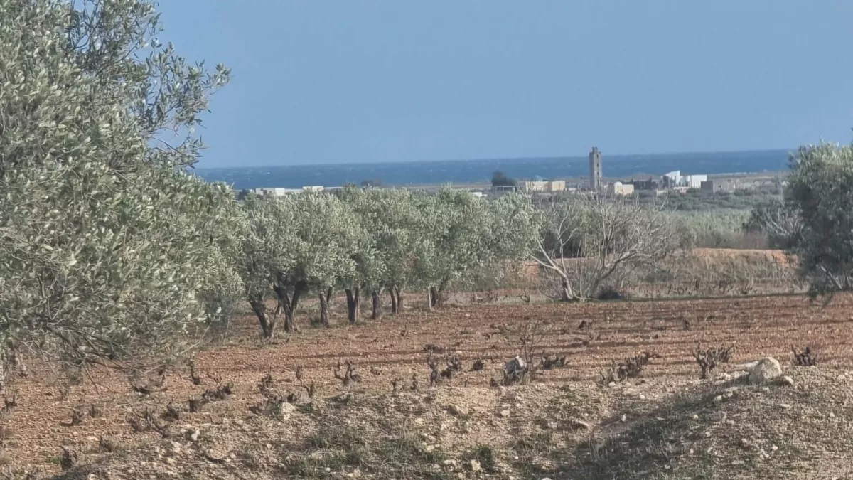 Dream Agricultural Land in Sidi Saïd, Bouficha - 1704m² with Sea View!