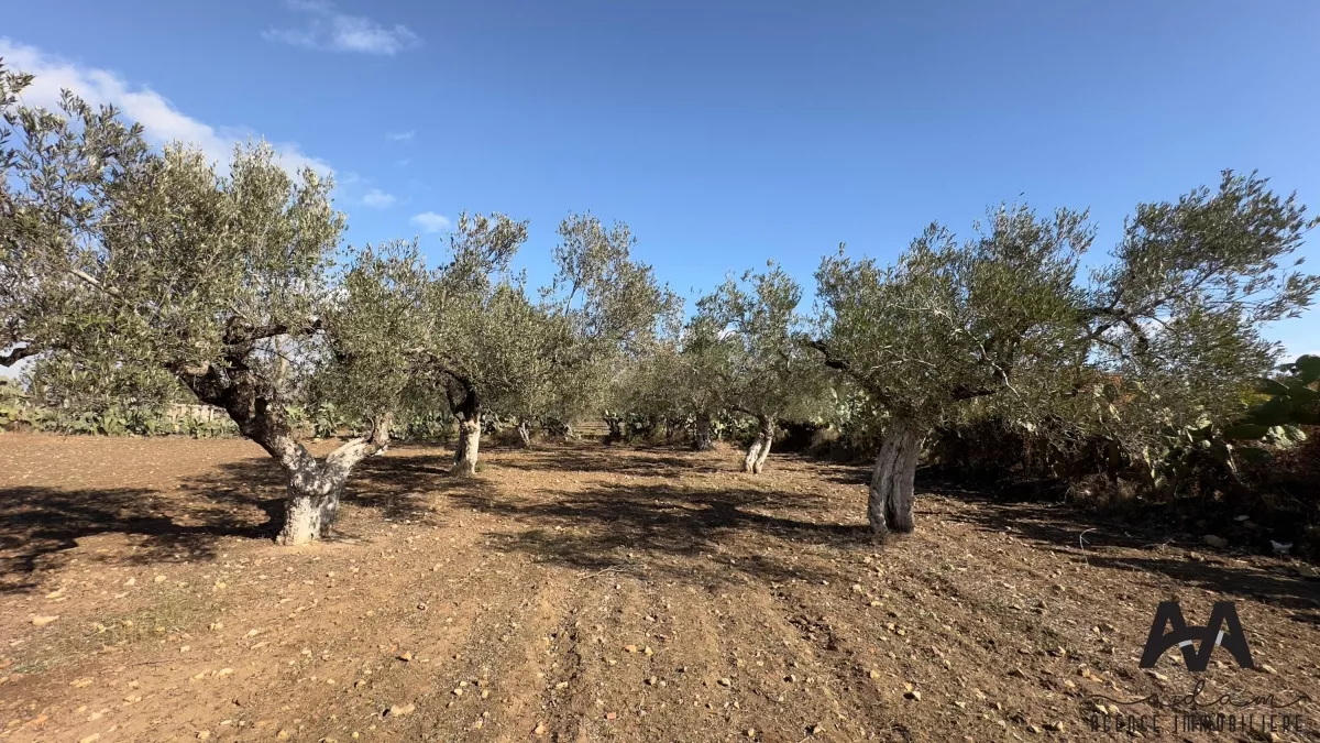 أرض زراعية 梦 في ظهرافة، نابل