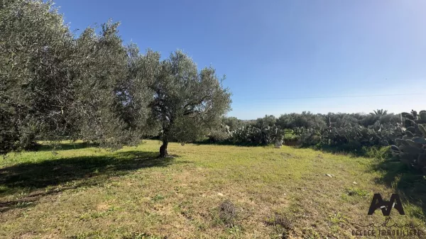 Exceptional Olive Farm Land of 771 m² in Nabeul - A Rare Opportunity!