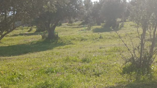 Occasione Eccezionale di Terreno a Sanhaja, Manouba