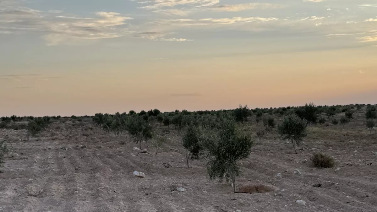 فرصة استثنائية: سانيه زيتون فريدة للبيع في قابس!