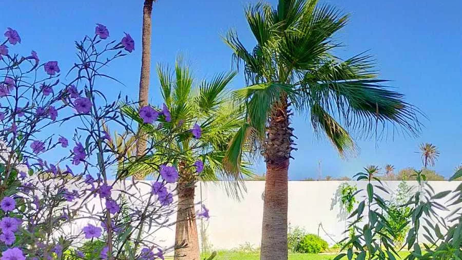 فيلا فاخرة للإيجار السنوي في أركوب، جربة: استمتع بأعلى درجات الراحة والأناقة