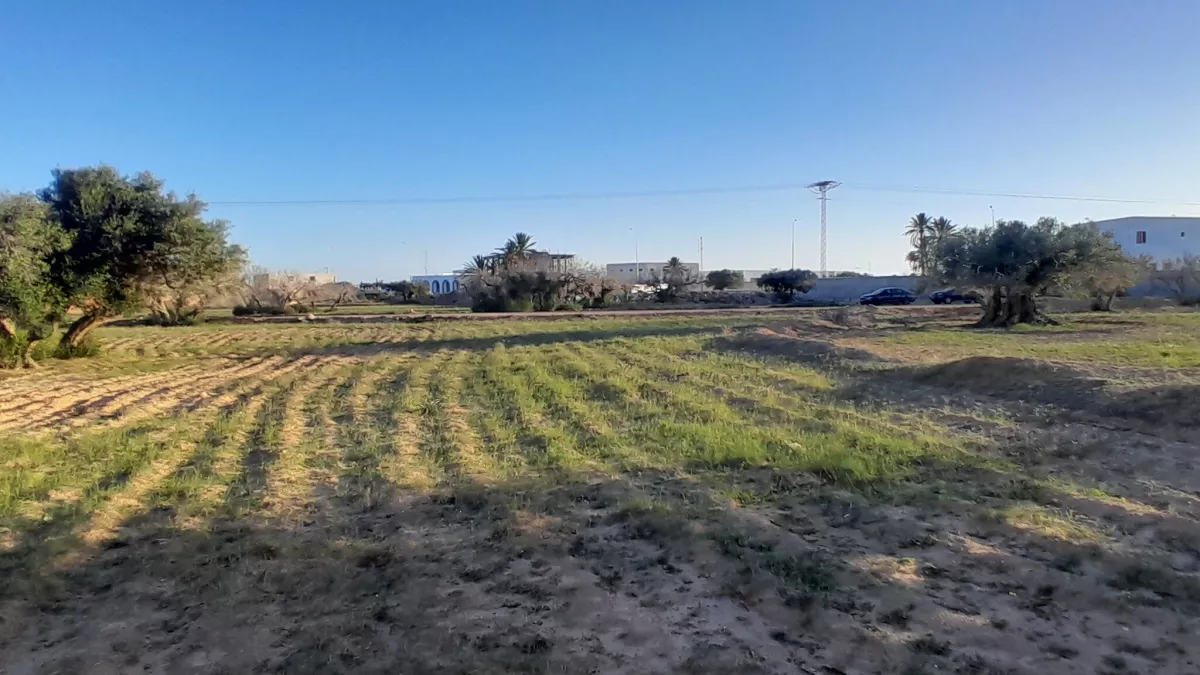 استثمار الحلم في مزراية، جربة