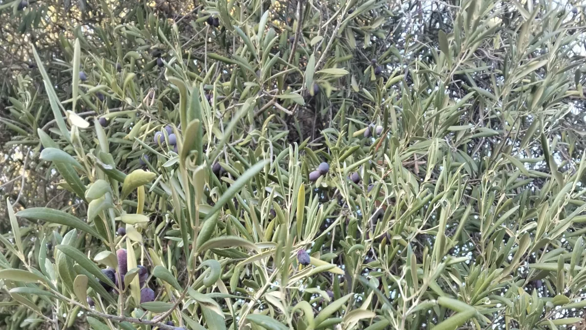 أرض رائعة للبيع في بنزرت: فرصة استثمارية استراتيجية