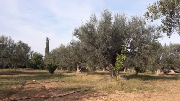 Individual Olive Grove in Sousse