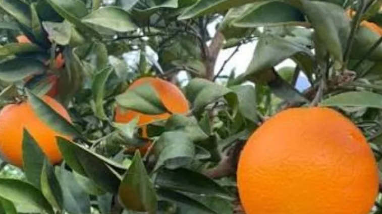 Land for Sale in Cebalet Ben Ammar