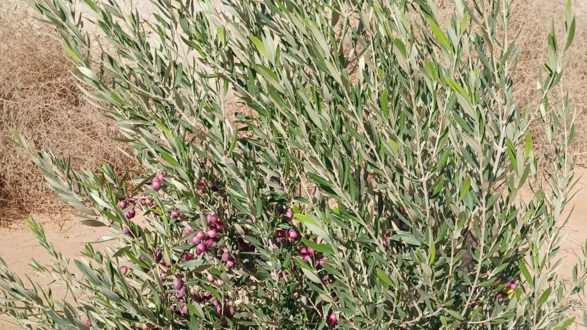 عقار زراعي استثنائي للبيع في قابس